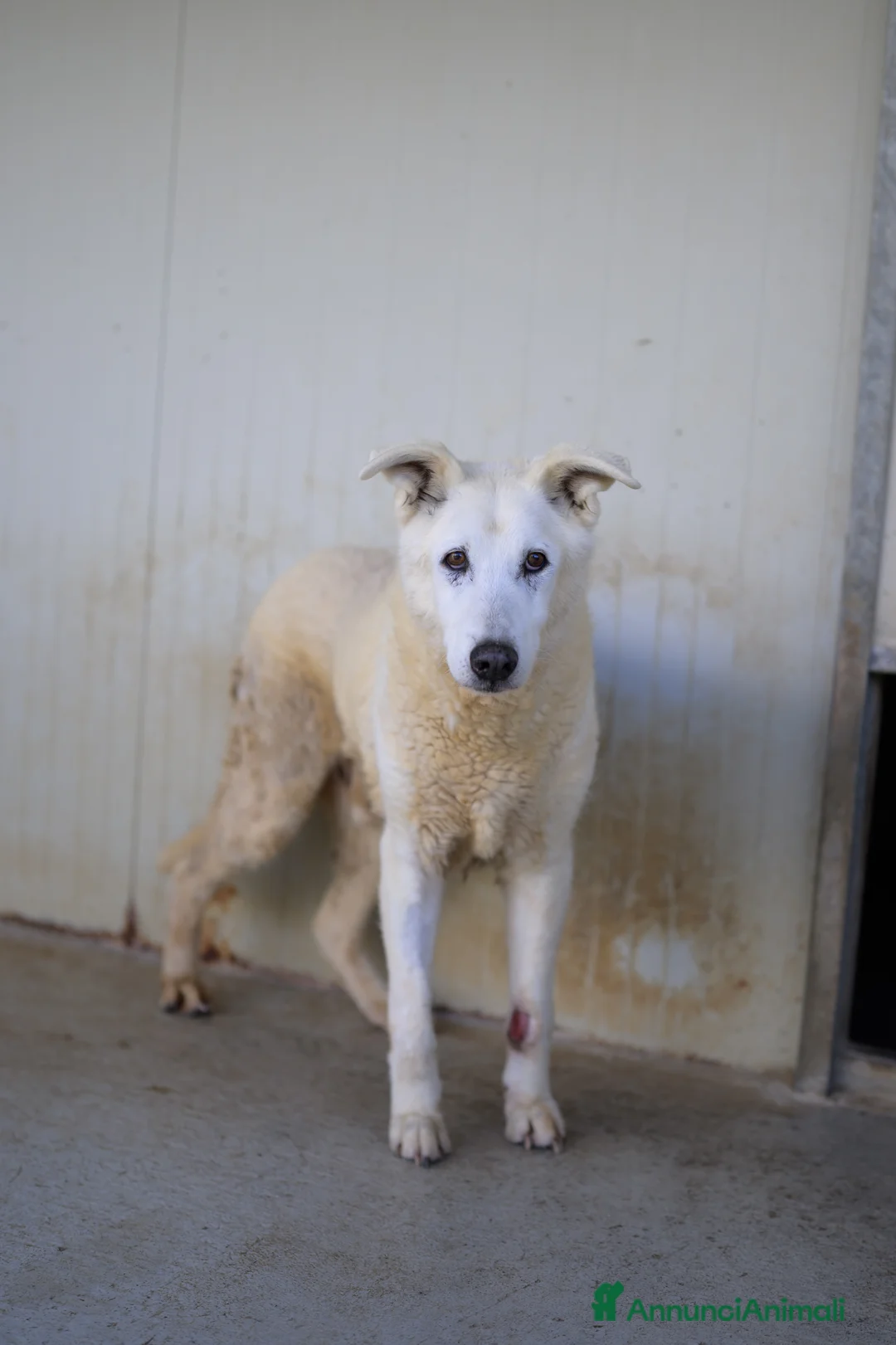 Meticcio cani in regalo: Ryan 13 anni - Annuncio 6