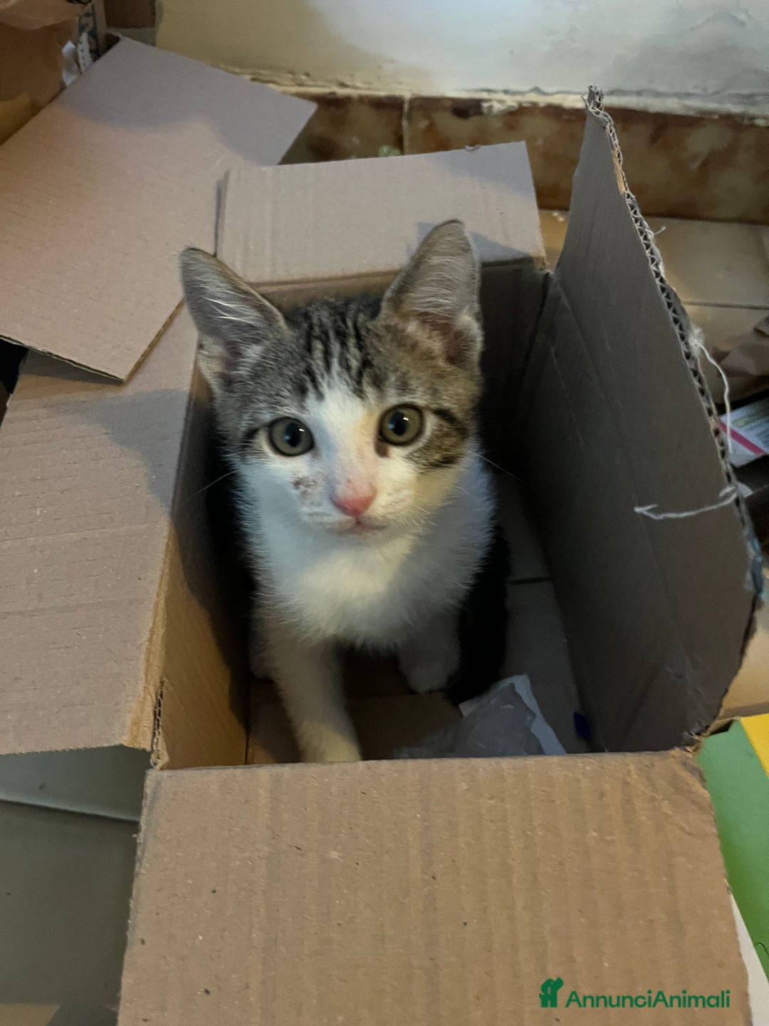 Altre razze gatti in regalo: Regalo coppia di fratellini - Annuncio 4