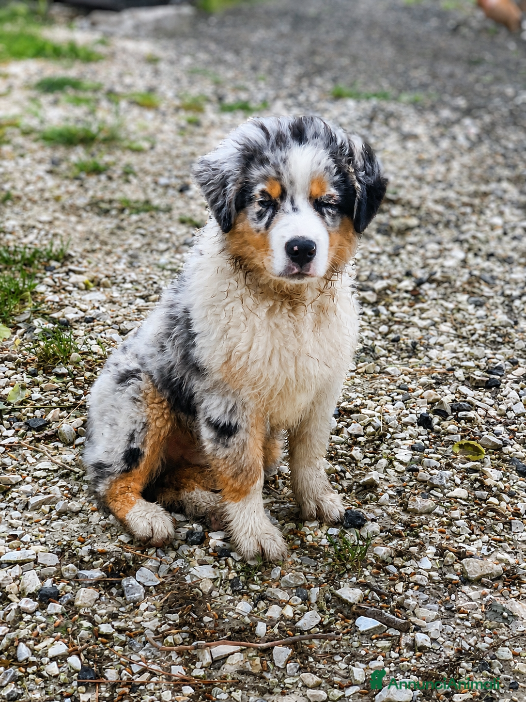 Australian Shepherd cani Pastore australiano blu merle - Annuncio 6
