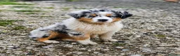 Australian Shepherd cani in vendita: Pastore australiano blu merle - Annuncio 1