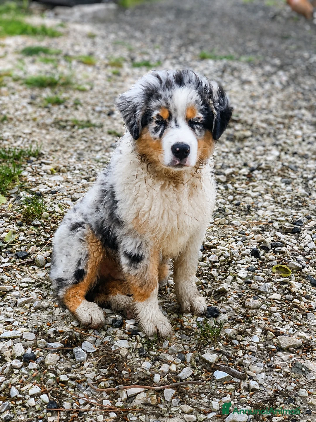 Australian Shepherd cani in vendita: Pastore australiano blu merle - Annuncio 1