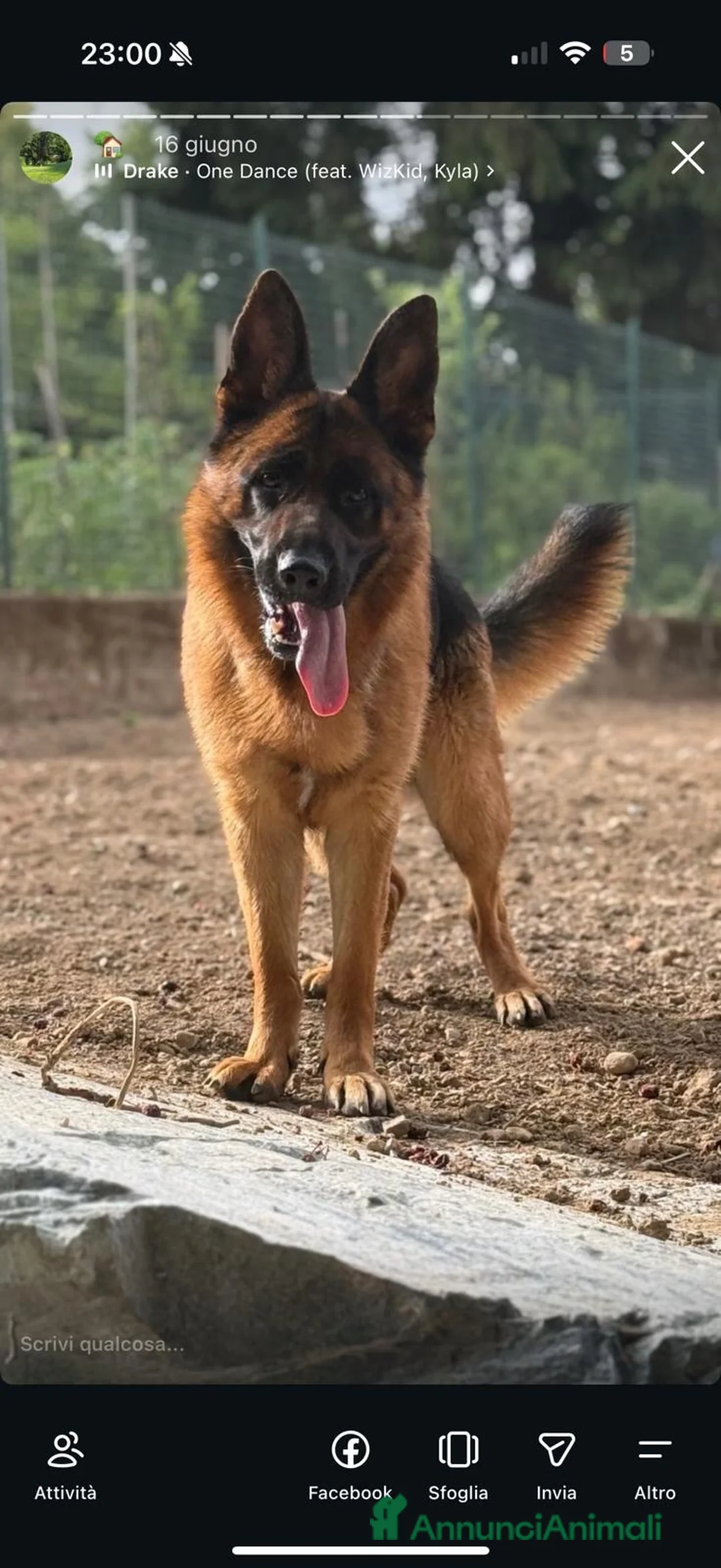 Pastore Tedesco cani in vendita: Cuccioli Pastore tedesco  a Provincia di Como - Annuncio 2