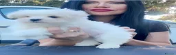 Maltese cani in vendita: Maltesino pedigree Enci pagamenti agevolati  - Annuncio 2