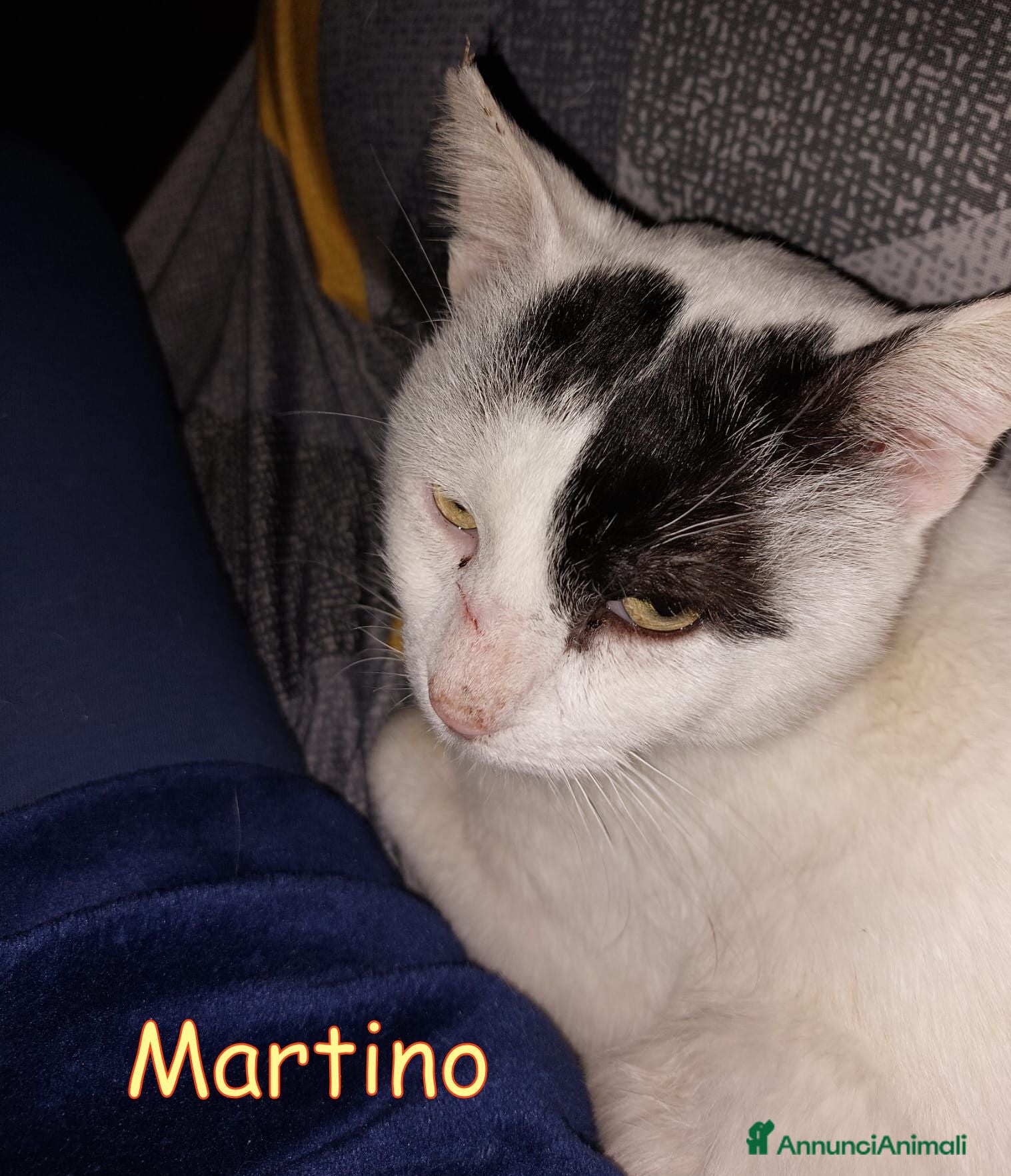 Europeo gatti ADOZIONE  DEL CUORE  PER MARTINO   - Annuncio 13