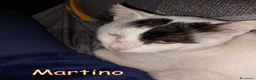 Europeo gatti in regalo: ADOZIONE  DEL CUORE  PER MARTINO   - Annuncio 1