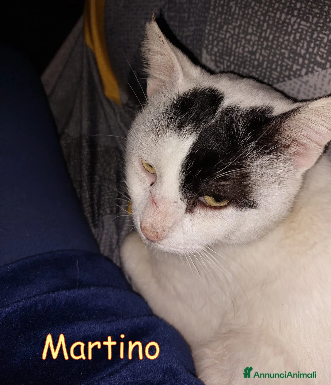 Europeo gatti in regalo: ADOZIONE  DEL CUORE  PER MARTINO   - Annuncio 1