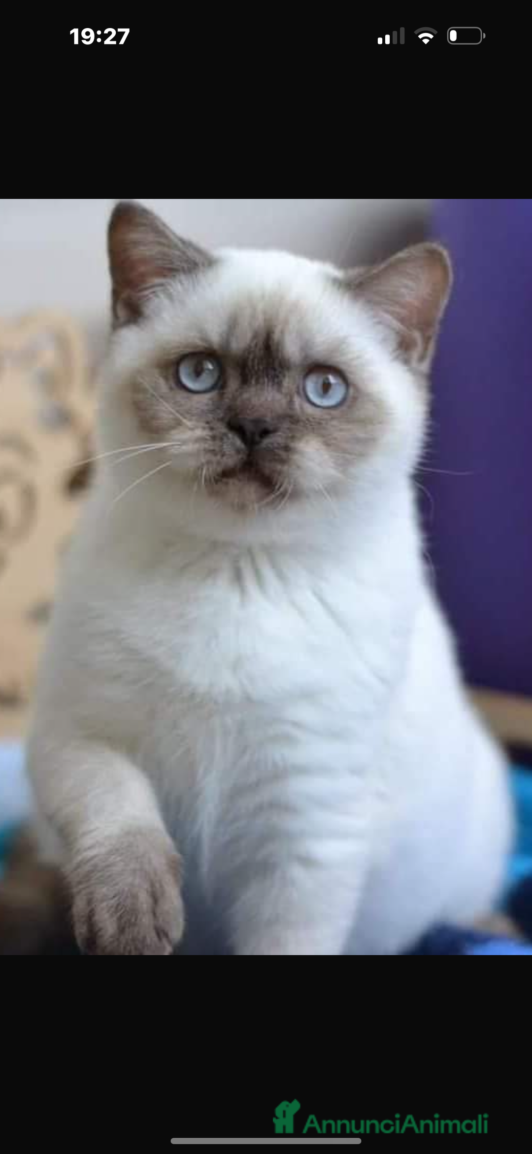 Scottish gatti in vendita: Scottish straight  - Annuncio 1