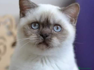 Scottish gatti Scottish straight - Annuncio 1