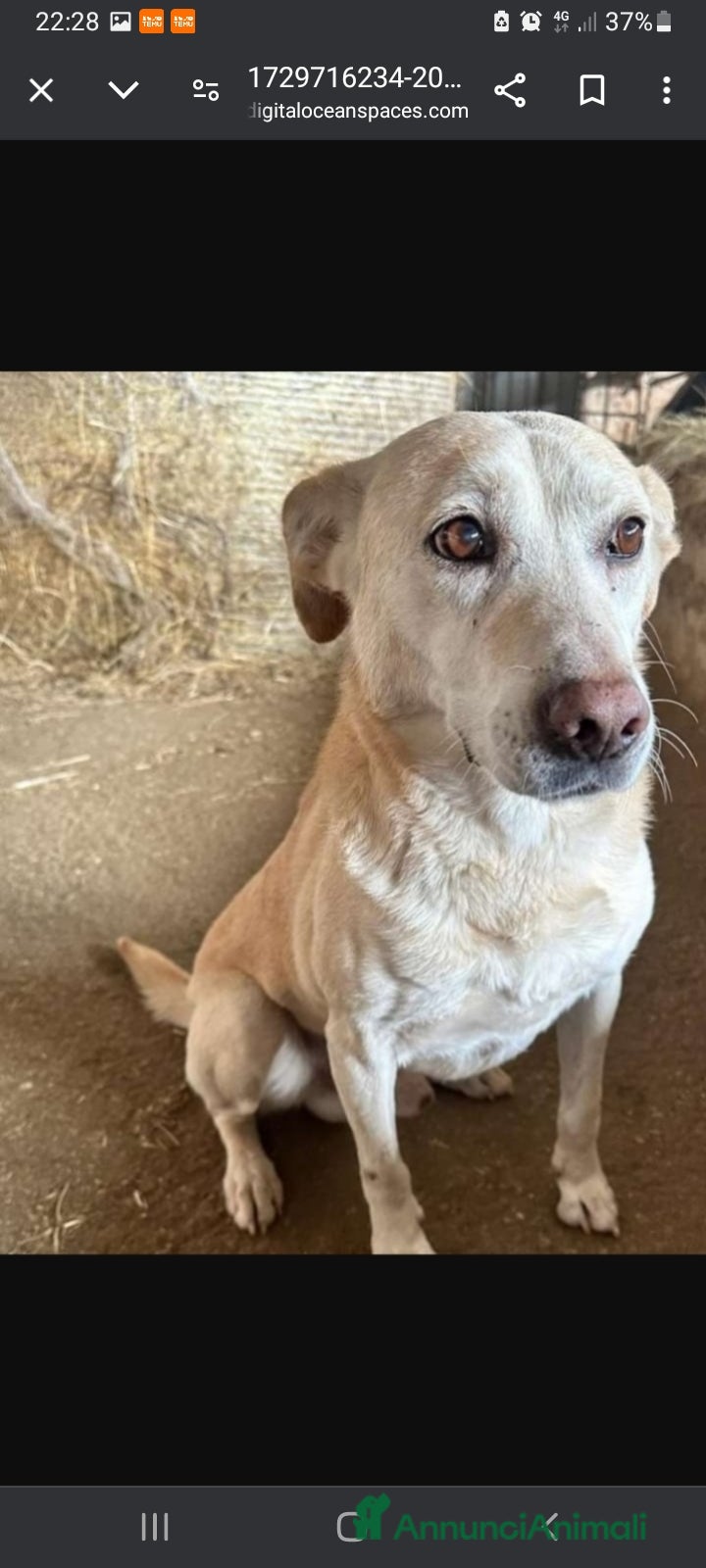 Meticcio cani 3mesi pelo corto salvato dalla morte pronto x part - Annuncio 2