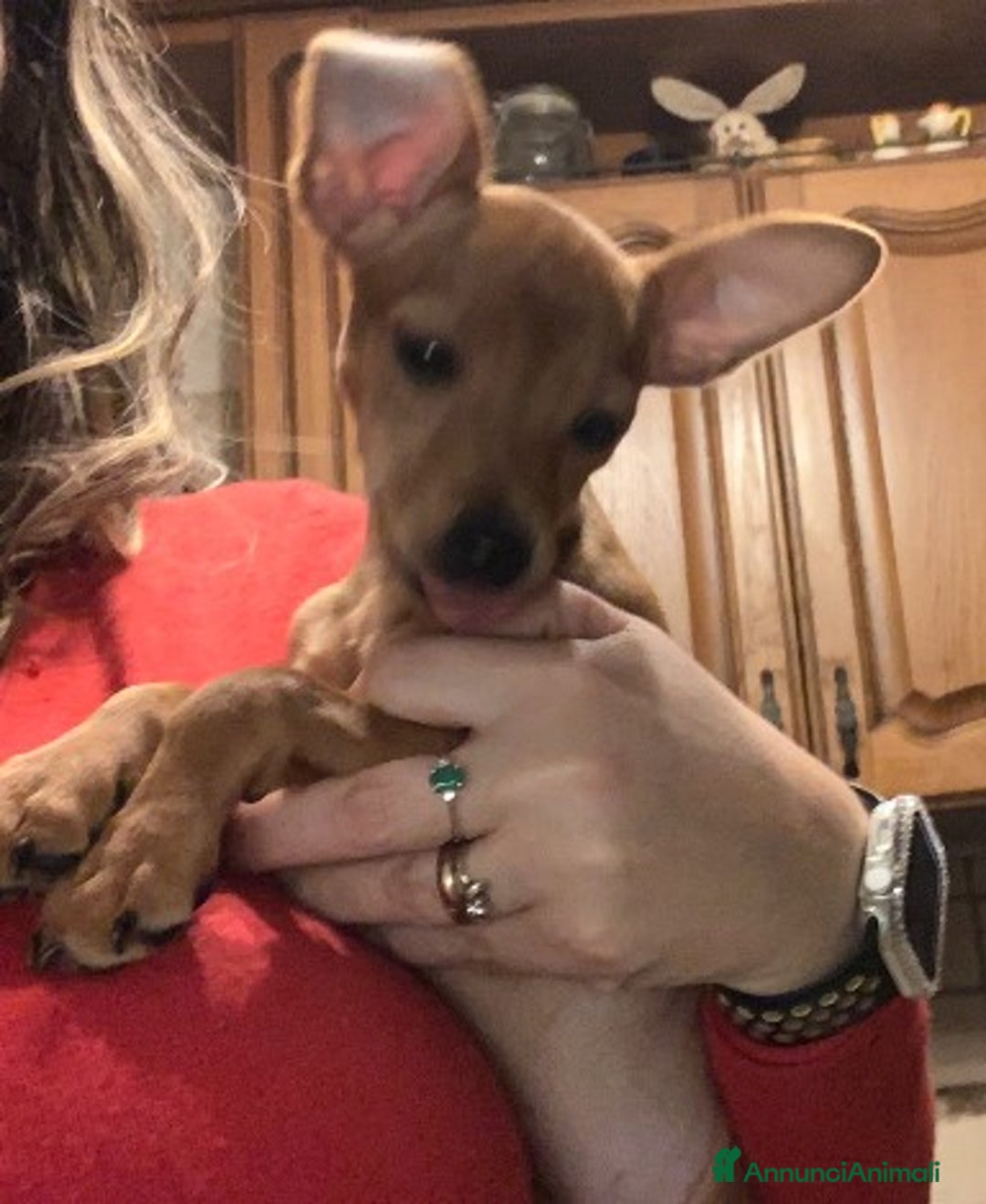 Pinscher Miniatura cani in vendita: CUCCIOLI PINSCHER NANO a Provincia di Viterbo - Immagine 3