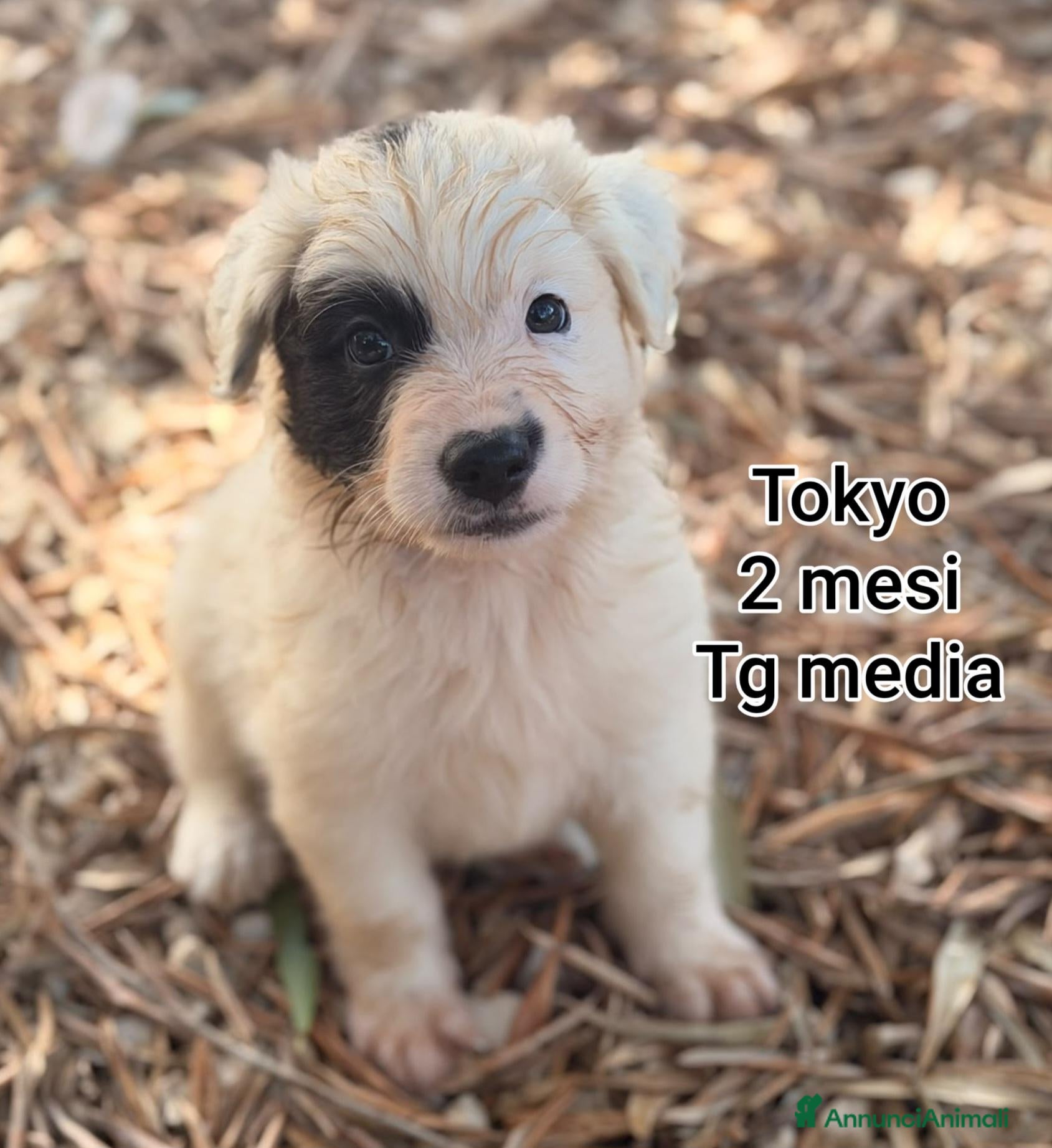 Meticcio cani SERVONO ADOZIONI PER SALVARLI! - Annuncio 3