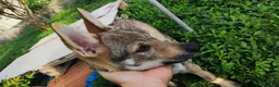 Lupo Cecoslovacco cani in vendita: Cucciola Cane Lupo Cecoslovacco a Provincia di Vicenza - Annuncio 4