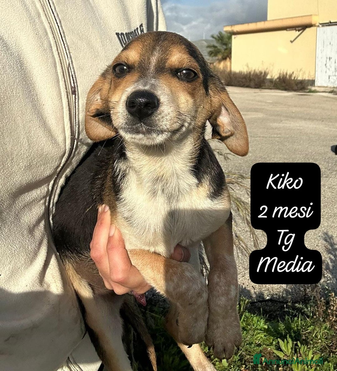 Meticcio cani in regalo: Tanti bellissimi cuccioli da salvare  - Annuncio 10