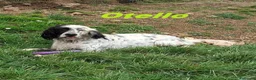 Setter Inglese cani in regalo: OTELLO adora giocare! a Città Metropolitana di Torino - Annuncio 6