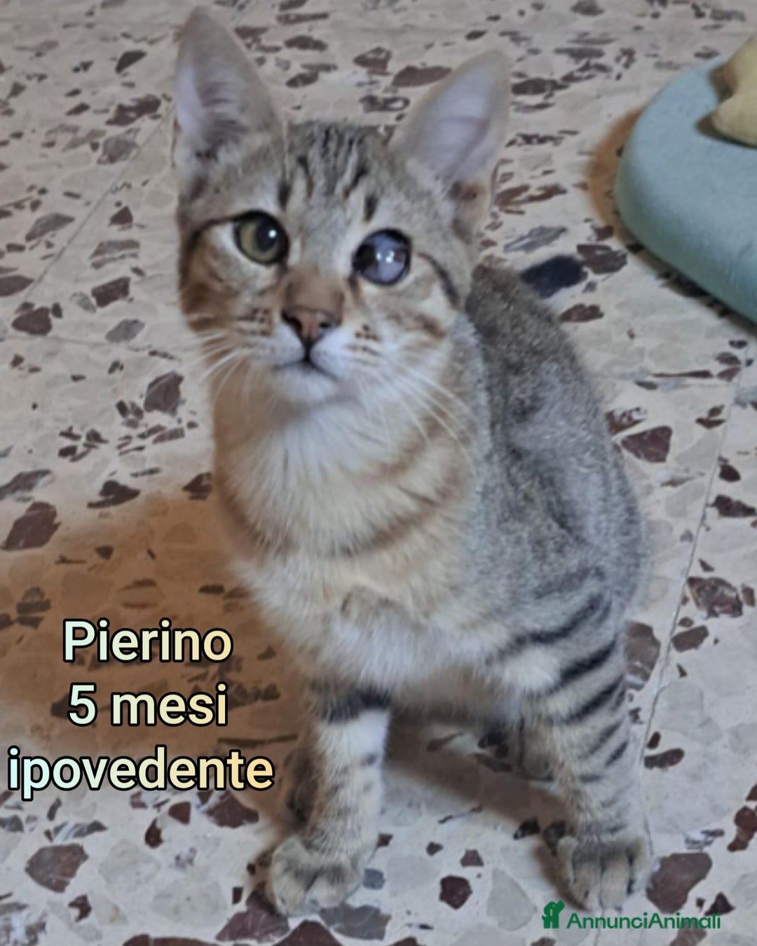 Europeo gatti in regalo: TANTI GATTINI DA SALVARE  - Annuncio 11