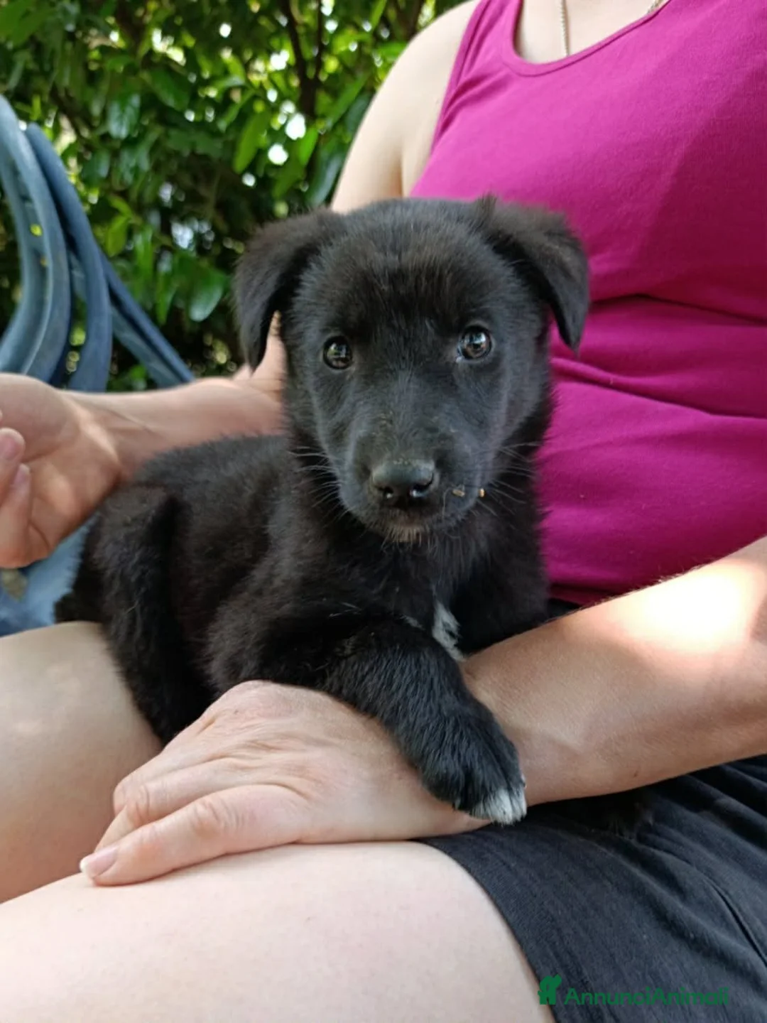 Meticcio cani in regalo: MARA cerca coccole! Cucciola TG PICCOLA. - Annuncio 2