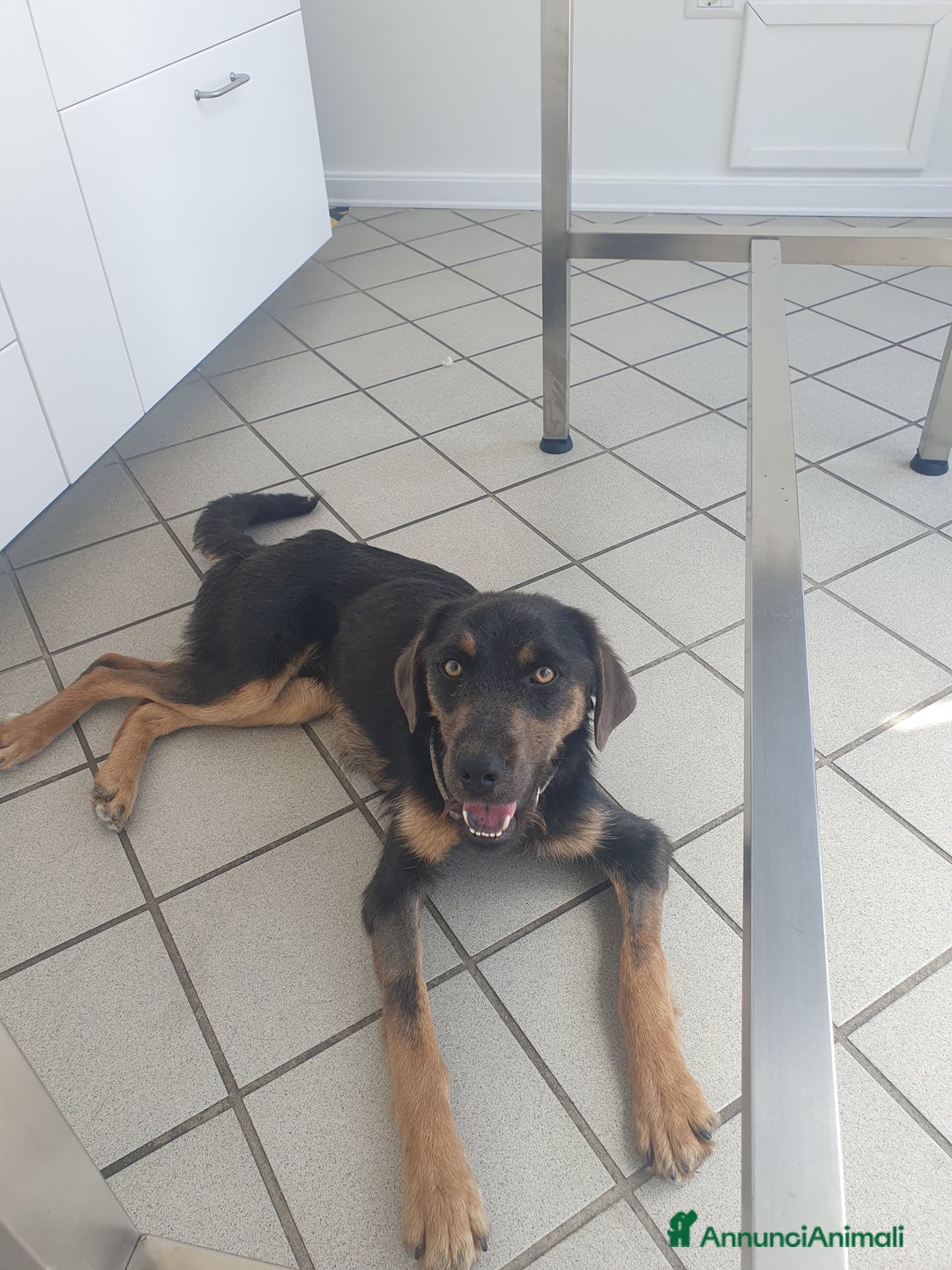 Meticcio cani in regalo: SPINO - Annuncio 3