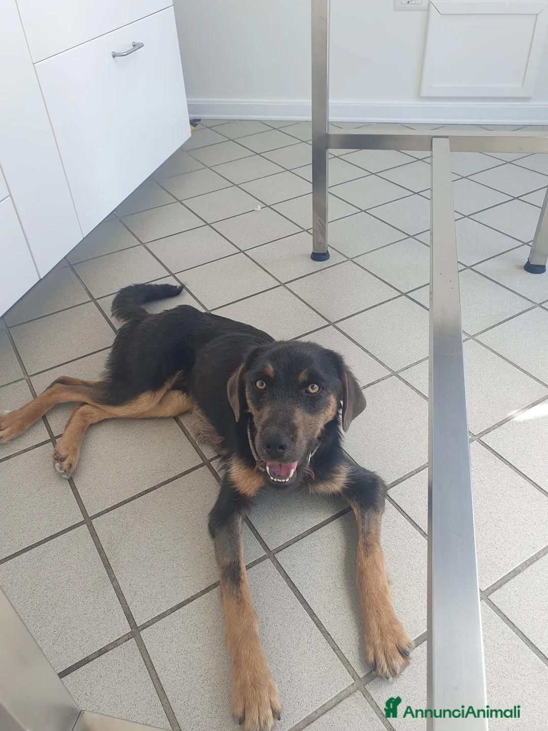 Meticcio cani in regalo: SPINO - Annuncio 3