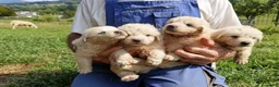 Pastore Abbruzzese Maremmano cani in vendita: Cuccioli di pastore maremmano abruzzese  - Annuncio 3