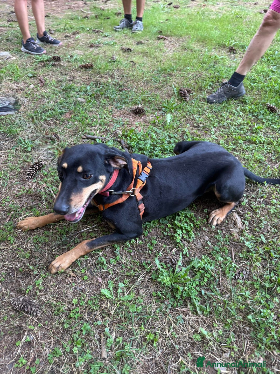 Segugio cani in regalo: Splendida mix segugio - SKYLAR a Città metropolitana di Milano - Annuncio 12