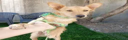 Meticcio cani in regalo:  Bing - Annuncio 4