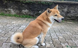 Shiba Inu cani per accoppiamento: Cercasi femmina per accoppiamento  - Annuncio 3