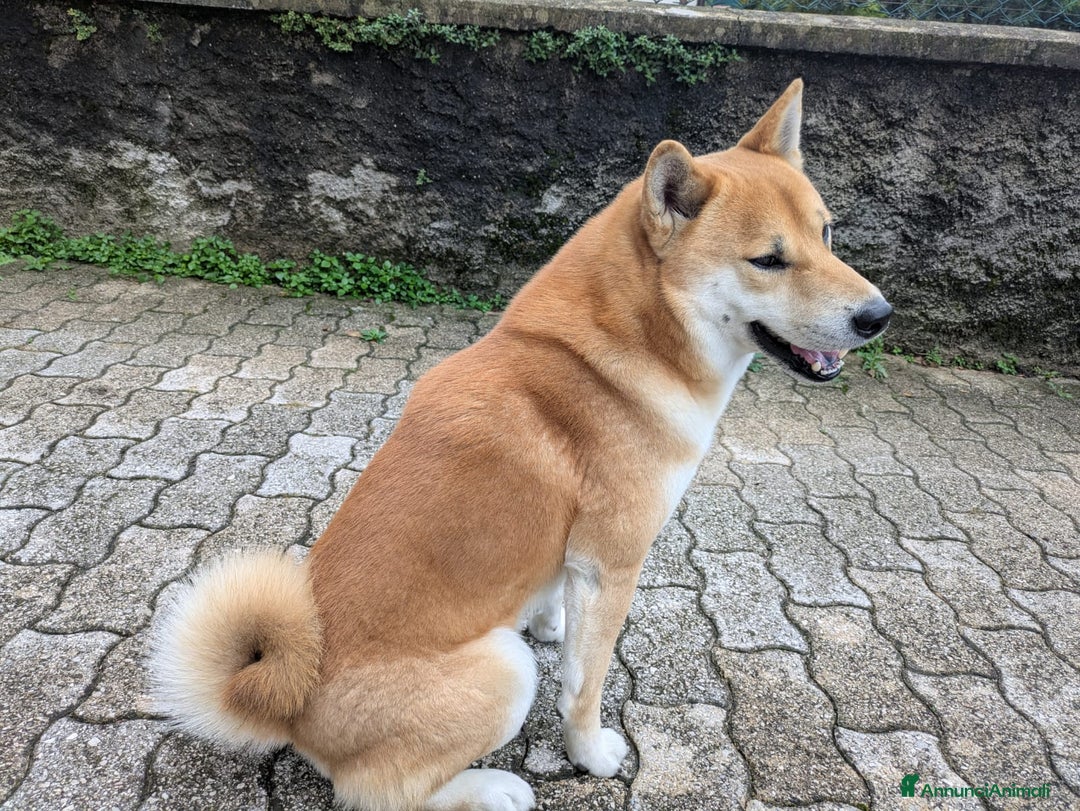 Shiba Inu cani per accoppiamento: Cercasi femmina per accoppiamento  - Annuncio 3