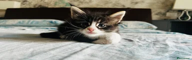 Maine Coon 2