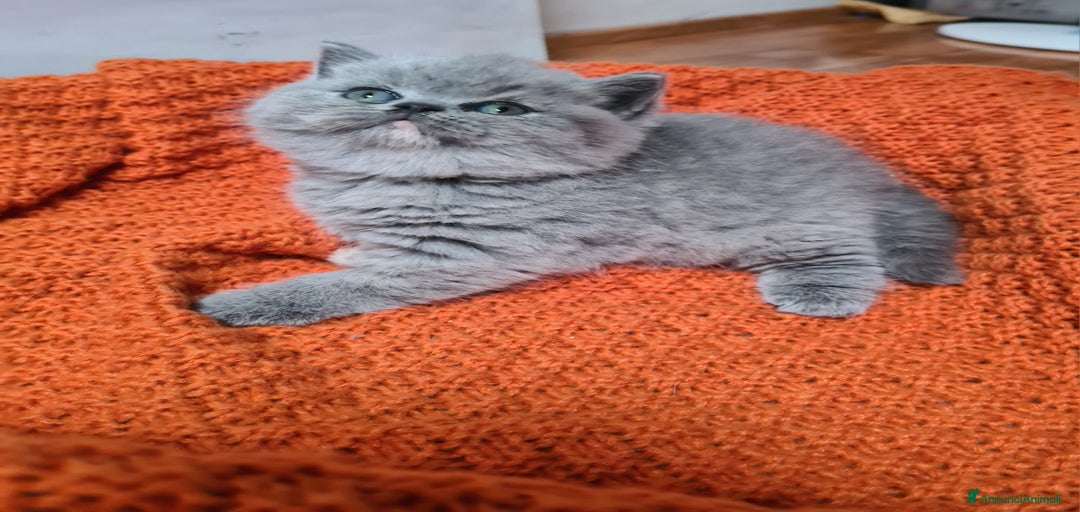 Immagine della galleria {{count}}