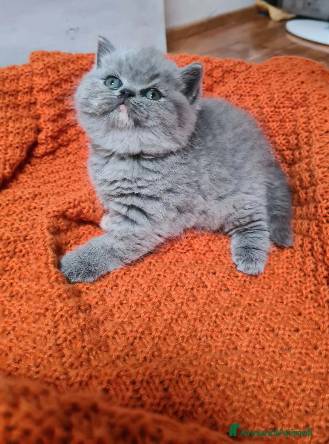 Immagine della galleria {{count}}