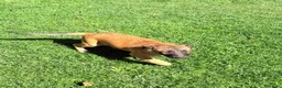 Pastore Belga cani in vendita: Pastore belga  - Annuncio 6