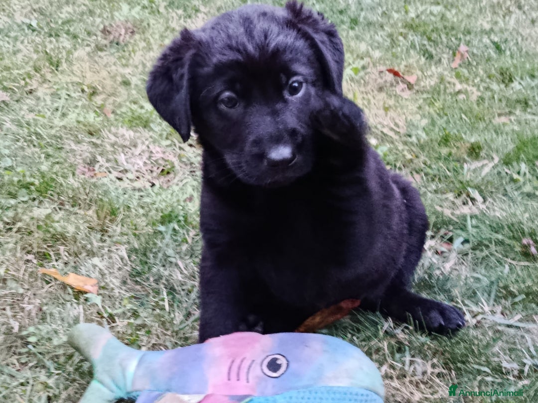Labrador cani in vendita: cuccioli Labrador  - Annuncio 2