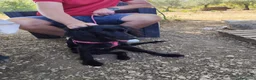 Meticcio cani in regalo: KEYLI cucciola taglia medio piccola - Annuncio 9