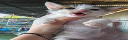 Meticcio gatti in regalo: 🐾 MOKA E I SUOI “MOCACCINI”  - Annuncio 6
