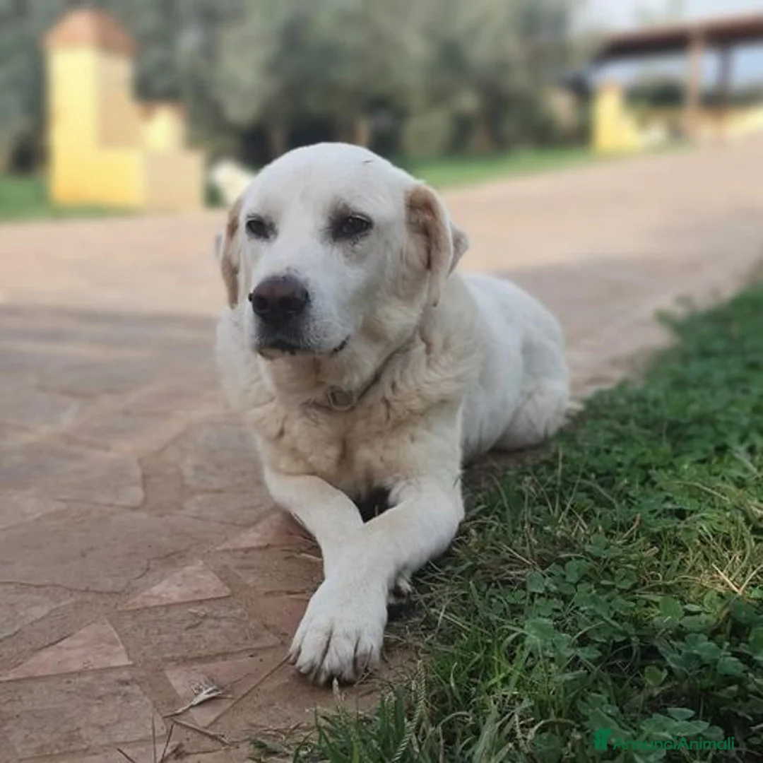 Meticcio cani in regalo: ZENO un ragazzone dolcissimo a Pomezia - Annuncio 4