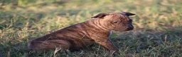 Pitbull cani in vendita: Cuccioli Pit Bull con pedigree anche a rate - Annuncio 37