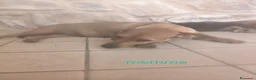Meticcio cani in regalo: Cuccioli di taglia media piccola  - Annuncio 4