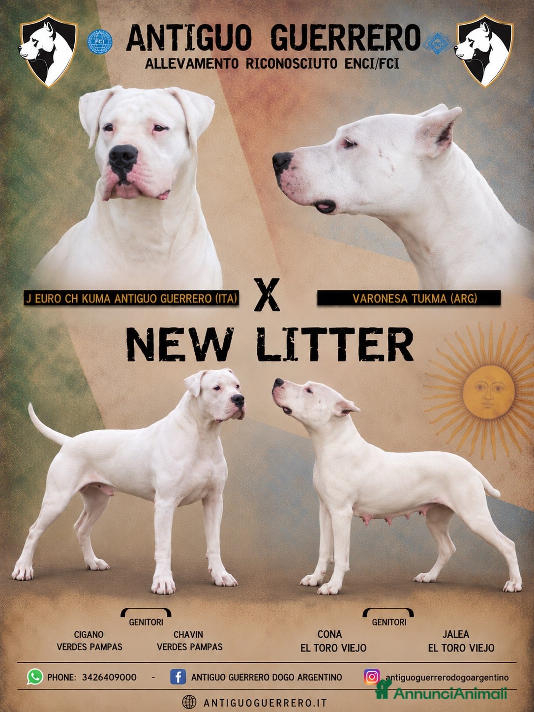 Dogo Argentino cani in vendita: CUCCIOLI DOGO ARGENTINO - Annuncio 1