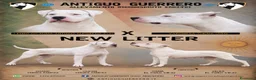 Dogo Argentino cani in vendita: CUCCIOLI DOGO ARGENTINO - Annuncio 1