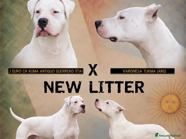 Dogo Argentino cani in vendita: CUCCIOLI DOGO ARGENTINO - Annuncio 1