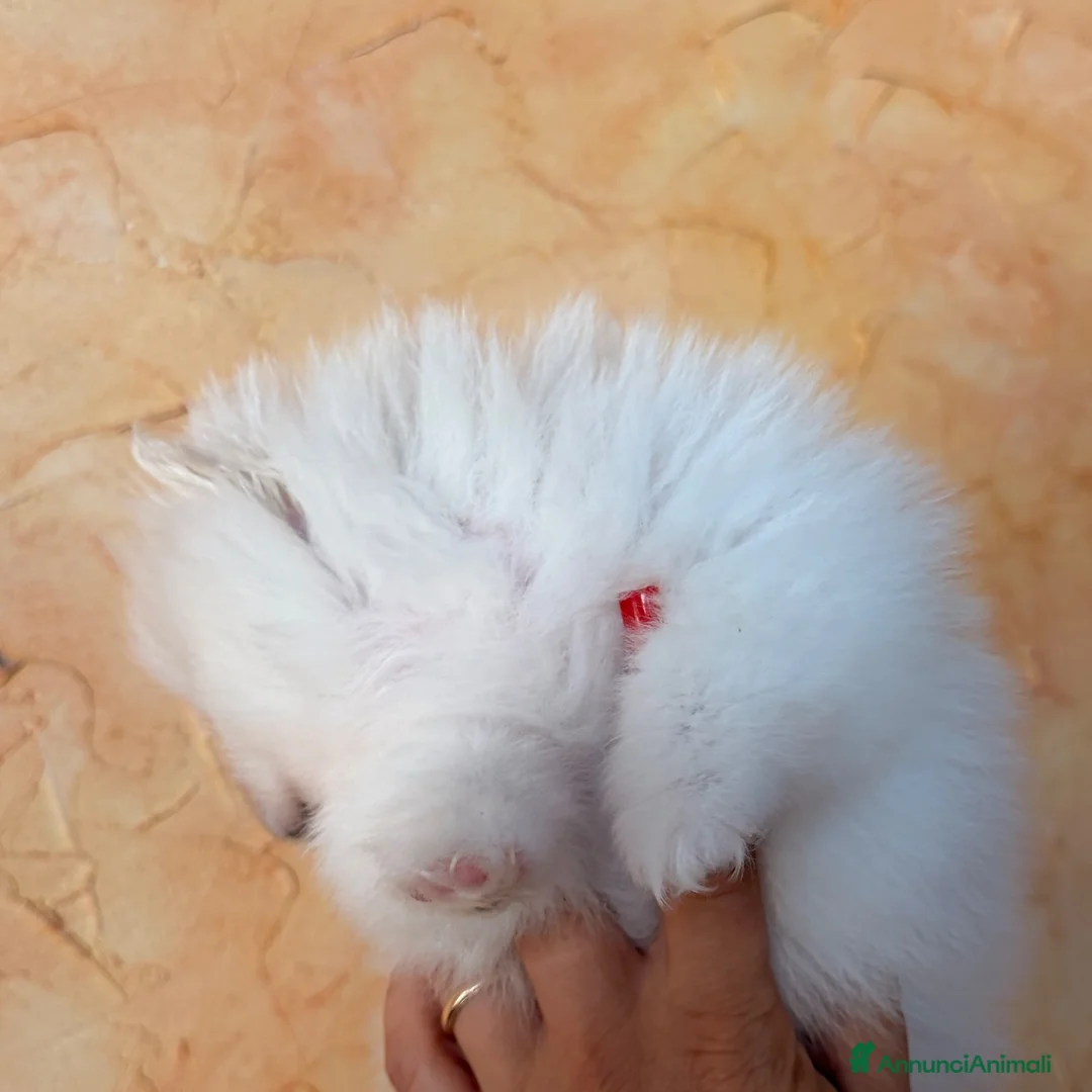 Volpino Pomerania cani in vendita: Cuccioli di Pomerania nano  - Annuncio 33