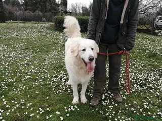 Meticcio cani IL BELLISSIMO BYRON TI STA ASPETTANDO, IN ADOZIONE - Annuncio 6