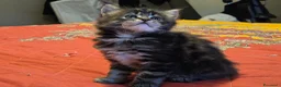 Maine Coon gatti in vendita: Vendo cuccio Maine Coon senza pedigree - Annuncio 13