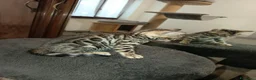Bengala gatti in vendita: meraviglie Selected Breed  - Annuncio 5