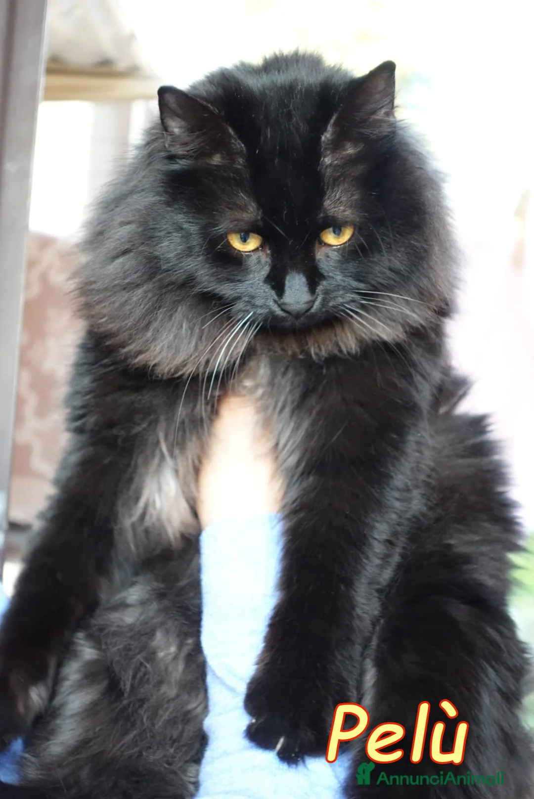 Europeo gatti in regalo: PELU   SIMIL MAINCOON E LA BELLA PAMY - Annuncio 8