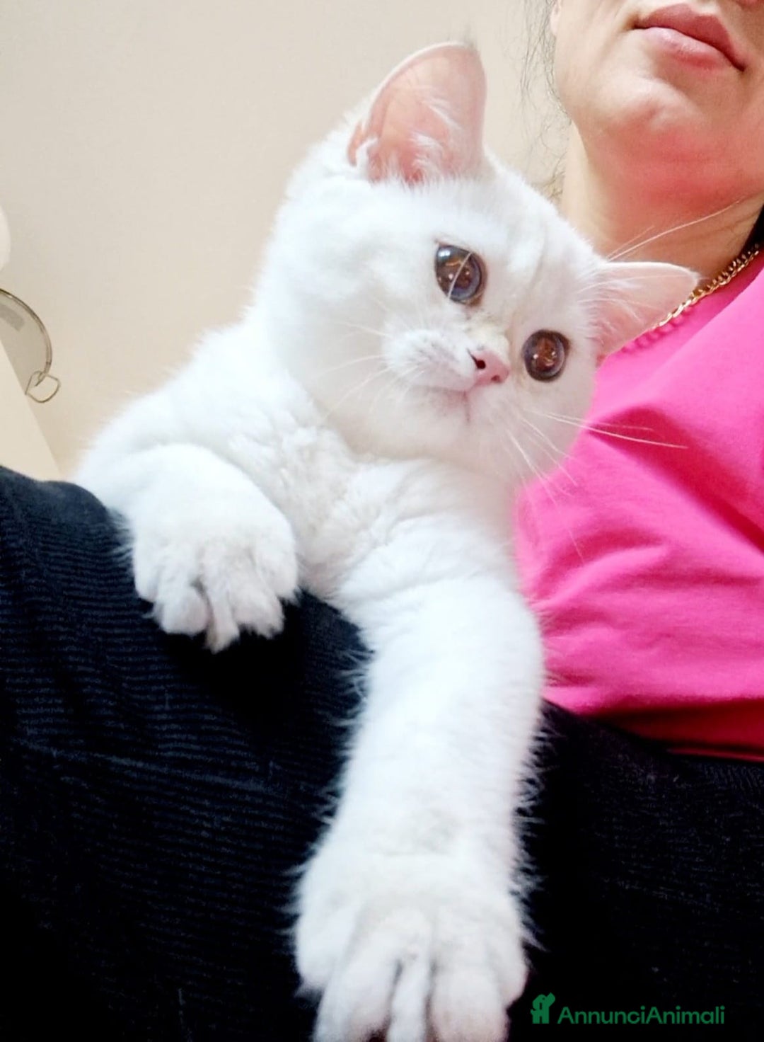 Scottish gatti in vendita: Scottish  a Provincia di Pavia - Immagine 5