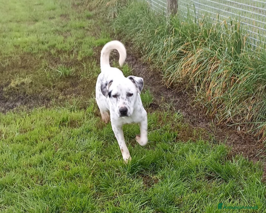 Meticcio cani in regalo: Gina che ci ricorda un dalmata è in adozione a Latina - Annuncio 4
