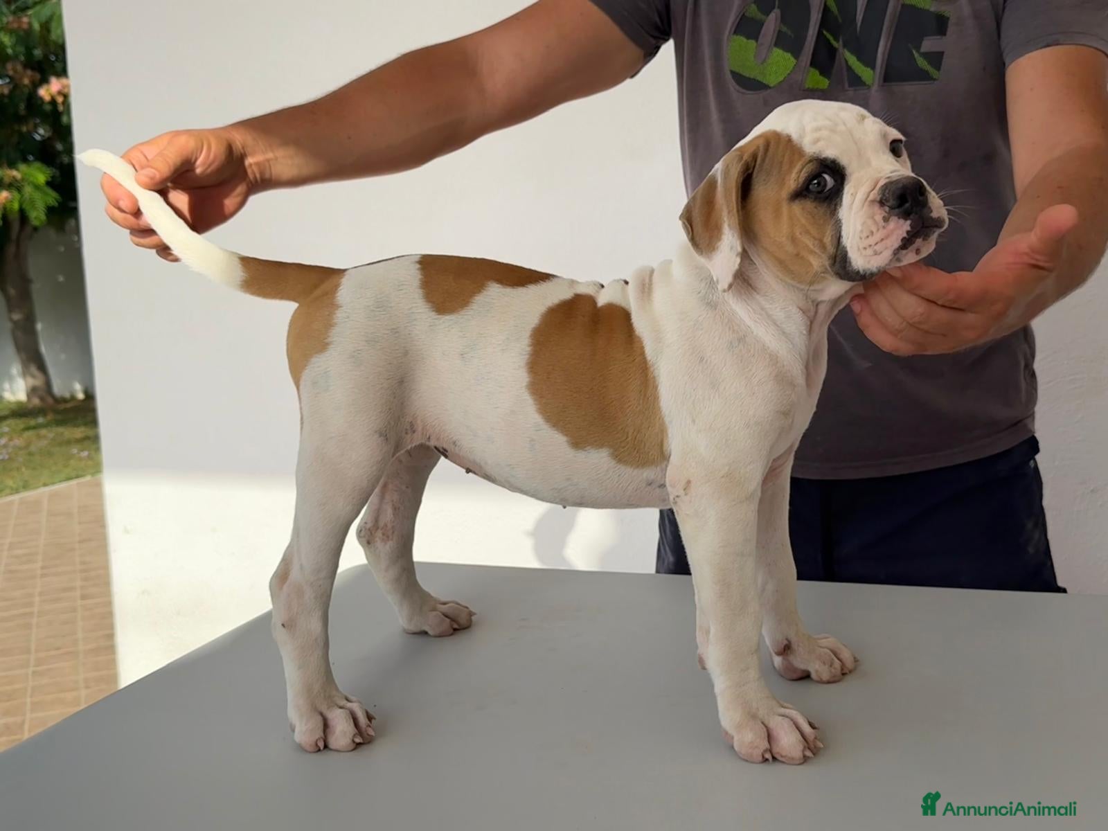 Bulldog cani Cucciolo American bulldog  - Annuncio 1