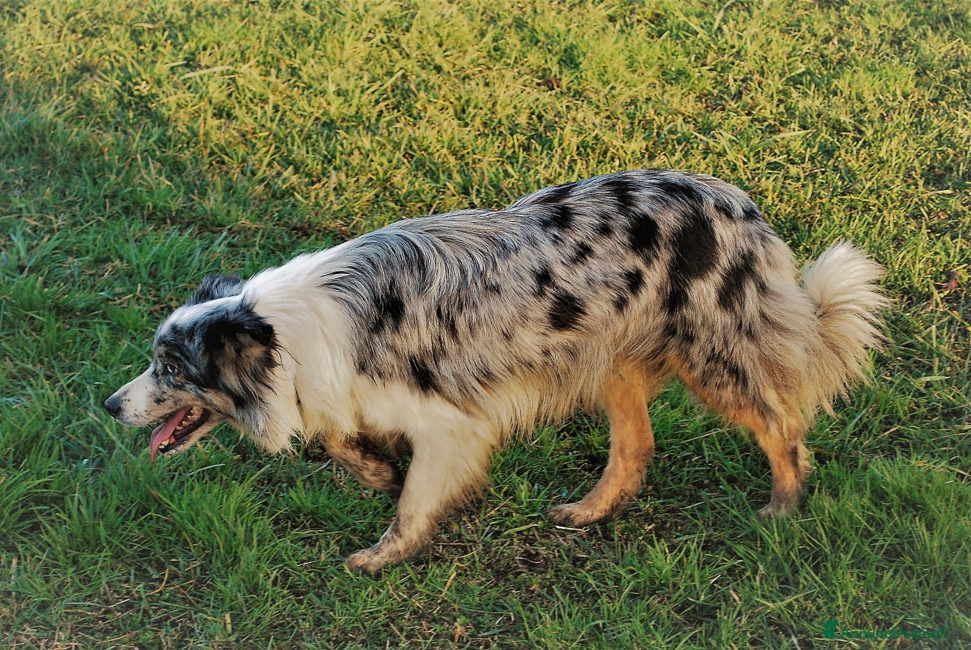 Border Collie cani Cucciolo Border Collie con pedigree - Annuncio 1