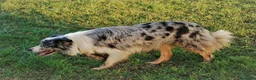 Border Collie cani in vendita: Cucciolo Border Collie con pedigree - Annuncio 1